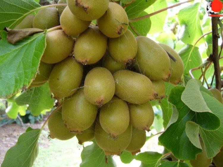 Giới thiệu về nguồn gốc và đặc điểm của cây kiwi