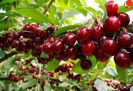 GÓC CHIA SẺ "Quả Cherry Nhật 🍒"... - Trải Nghiệm Nhật Bản | Facebook